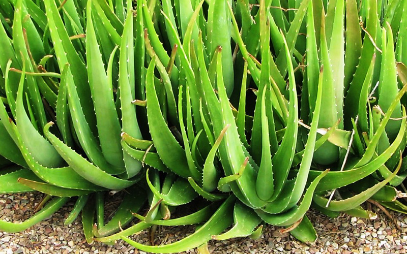 Come coltivare l’Aloe