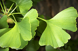 foglie di Ginkgo Biloba