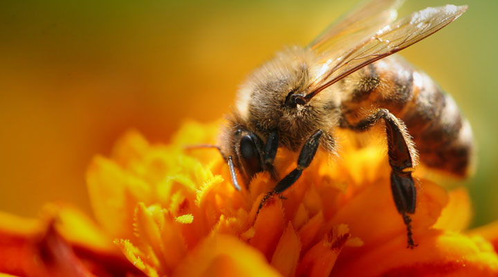 polline d'api pappa reale