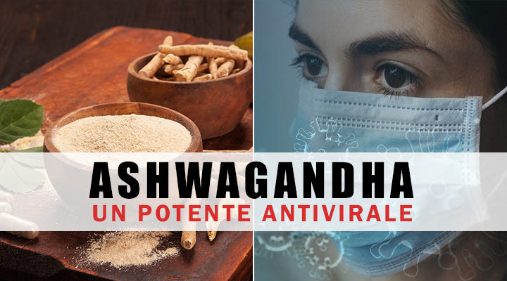Ashwagandh covid 19 antivirale