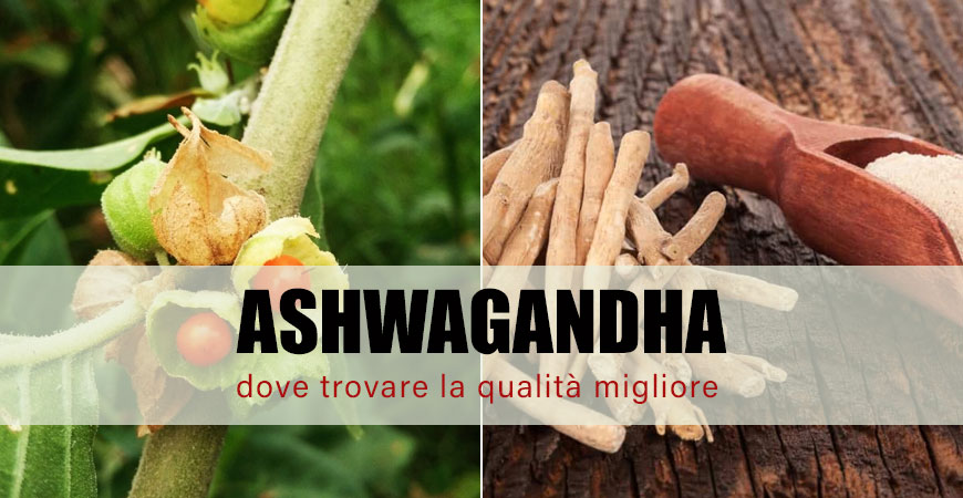 Ecco dove comprare il migliore integratore di Ashwagandha, senza additivi o conservanti aggiunti!