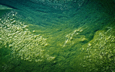 Le meravigliose proprietà dell’alga Klamath