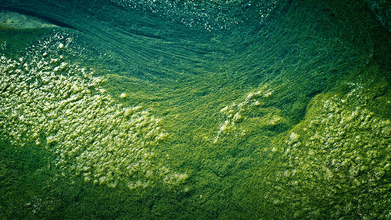 Le meravigliose proprietà dell’alga Klamath